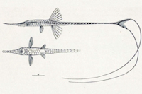 рис. 3: Farlowella smithi, Type